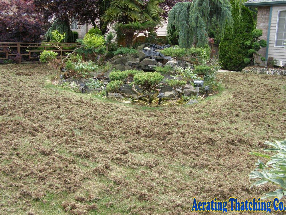 Lifted thatch and moss ready for raking
