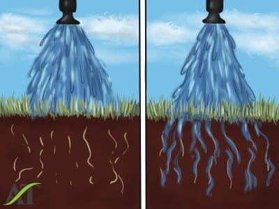 How wetting agent improves water movement into soil
