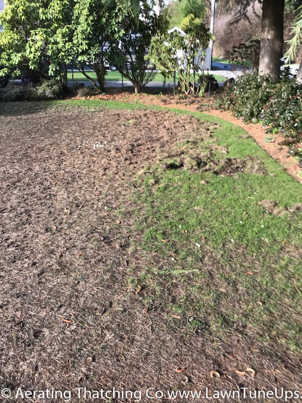 Picture 6 Damaged lawn from Chafer Beetles, February 2018 by Shane Riley.jpg