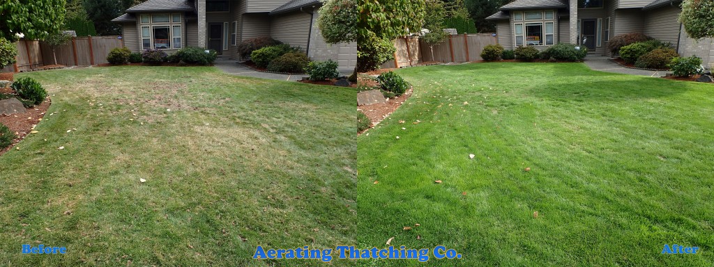Bothell Organic Lawn Tuneup Before and After