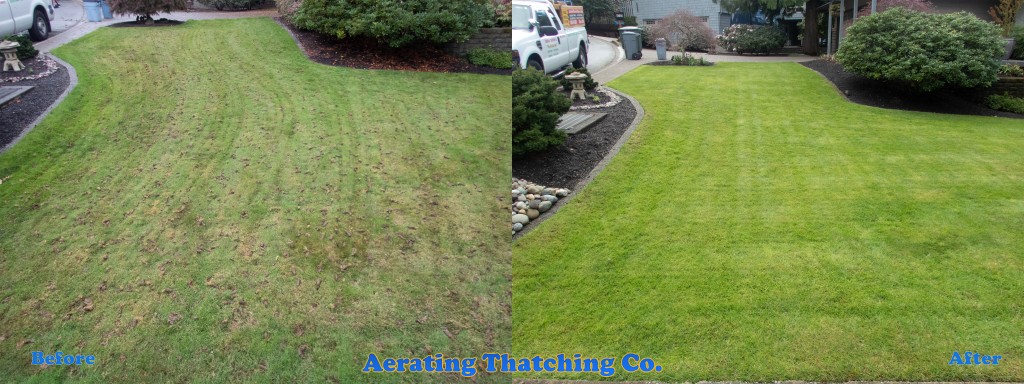Lake Forest Park Lawn Organic Tune Up Before and After