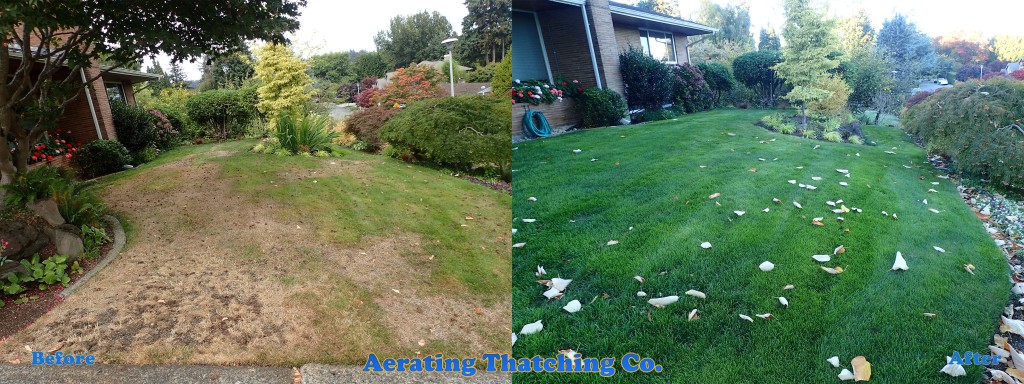 Lake Forest Park Lawn Renovation with Lime Treatment