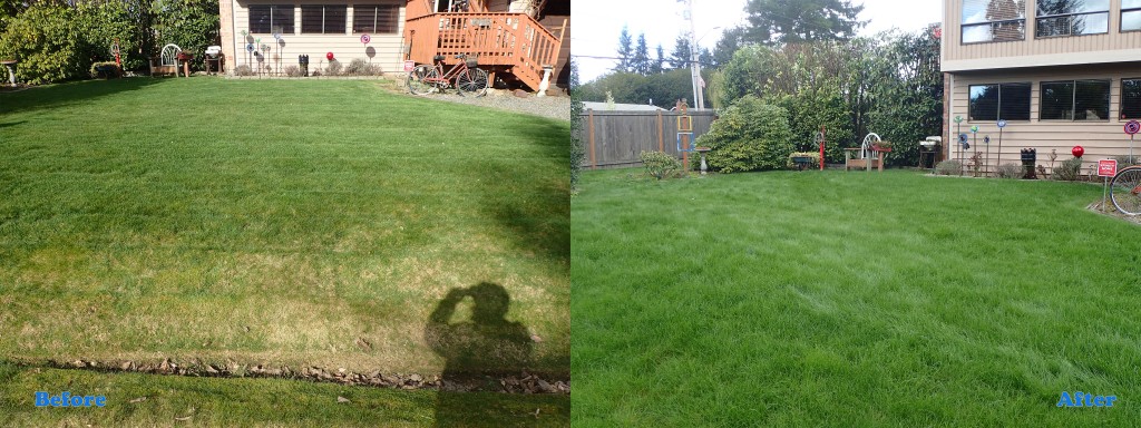 Lynnwood Lawn Tune Up Before and After