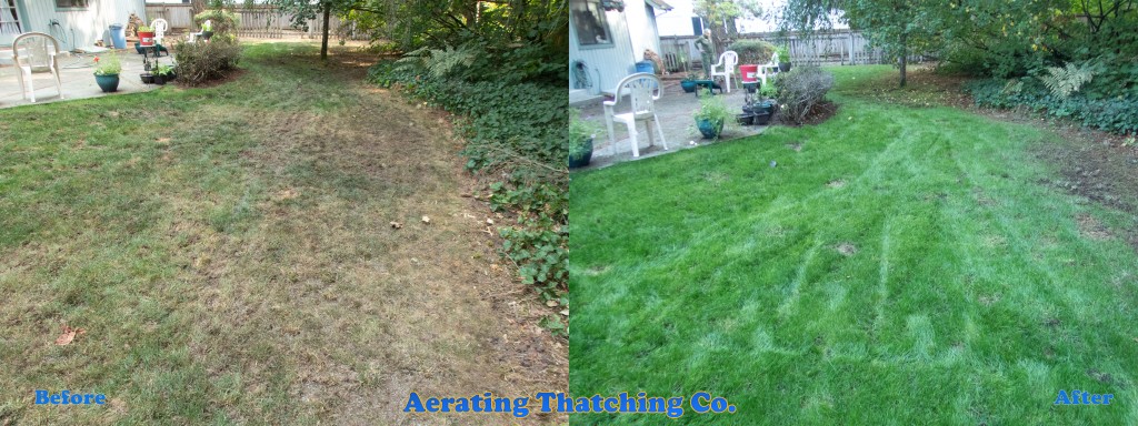 Mill Creek Dog Run Lawn Tune Up Before and After