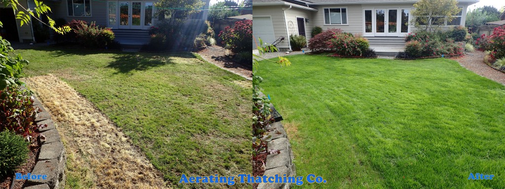 Seattle Lawn Organic Full Meal Deal Before and After 01
