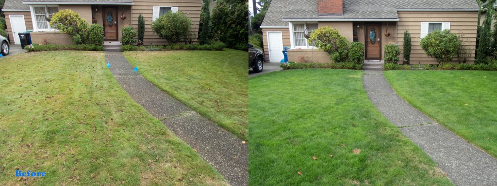 Seattle Lawn Tune Up Before and After