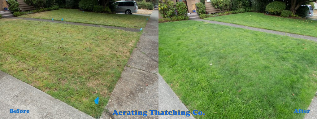 Seattle Lawn Tune Up Before and After view after 2 weeks