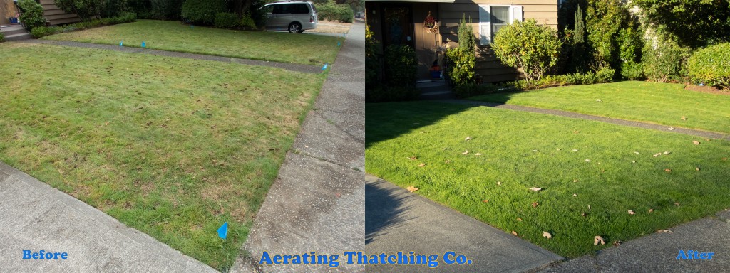 Seattle Lawn Tune Up Before and After view after 4 weeks