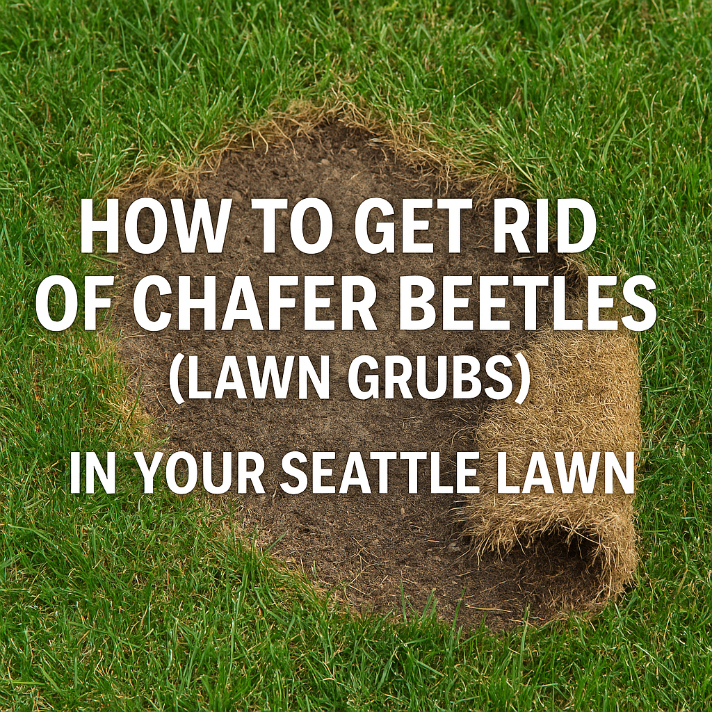 How to Get Rid of Chafer Beetles & Lawn Grubs in Seattle Aerating Thatching Co