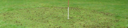 Lawn Aerating Example