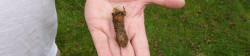 Lawn Aeration Plug