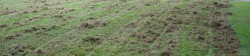 Lawn Thatching Example