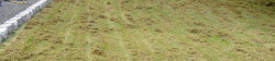 Lawn Thatching Example