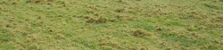 Lawn Thatching Example