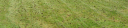 Lawn Aerating Example
