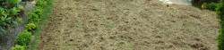 Lawn Thatching Example