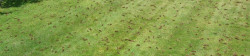 Lawn Aerating Example