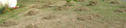 Lawn Thatching Example
