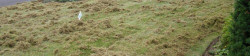 Lawn Thatching Example
