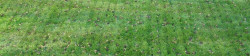 Lawn Aerating Example