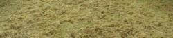 Lawn Thatching Example