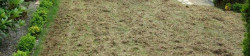 Lawn Thatching Example