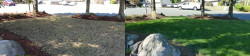 Lawn Tune Up Before and After