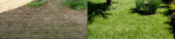 Organic Full Meal Deal Before and After-View Ridge Seattle Organic Full Meal Deal Before and After-View Ridge Seattle