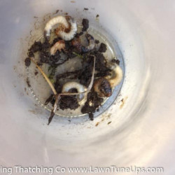 Chafer Beetle Grubs, February 2017 by Shane Riley