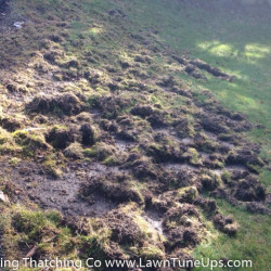 Picture 1 Damaged lawn from Chafer Beetles, February 2017 by Shane Riley