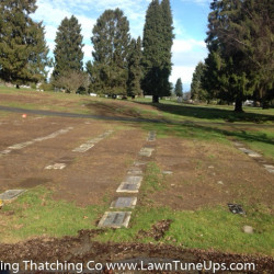Picture 2 Damaged lawn from Chafer Beetles, February 2017 by Shane Riley
