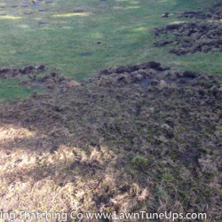 Picture 3 Damaged lawn from Chafer Beetles, February 2017 by Shane Riley