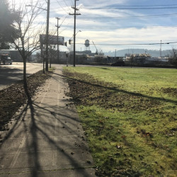 Picture 4 Damaged lawn from Chafer Beetles, February 2018 by Shane Riley