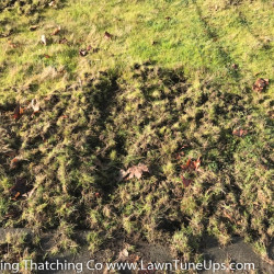 Picture 5 Damaged lawn from Chafer Beetles, February 2018 by Shane Riley.jpg