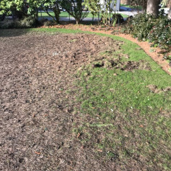 Picture 6 Damaged lawn from Chafer Beetles, February 2018 by Shane Riley.jpg