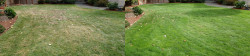 Bothell Organic Lawn Tuneup Before and After Bothell Organic Lawn Tuneup Before and After