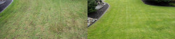 Lake Forest Park Lawn Organic Tune Up Before and After Lake Forest Park Lawn Organic Tune Up Before and After