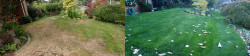 Lake Forest Park Lawn Tune Up With Lime Lake Forest Park Lawn Tune Up With Lime