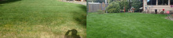 Lynnwood Lawn Tune Up Before and After Lynnwood Lawn Tune Up Before and After