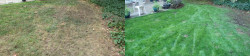 Mill Creek Dog Run Lawn Tune Up Before and After Mill Creek Dog Run Lawn Tune Up Before and After