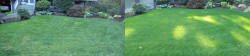 Mill Creek Lawn Tune Up Mill Creek Lawn Tune Up