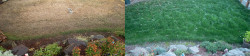Seattle Lawn Full Meal Deal Before and After view 1 Seattle Lawn Full Meal Deal Before and After view 1