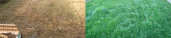 Seattle Lawn Full Meal Deal Before and After view 2 Seattle Lawn Full Meal Deal Before and After view 2