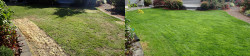 Seattle Lawn Organic Full Meal Deal Before and After 01 Seattle Lawn Organic Full Meal Deal Before and After 01