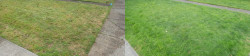 Seattle Lawn Tune Up Before and After view after 2 weeks Seattle Lawn Tune Up Before and After view after 2 weeks