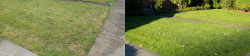 Seattle Lawn Tune Up Before and After view after 4 weeks Seattle Lawn Tune Up Before and After view after 4 weeks