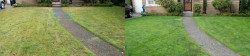 Seattle Lawn Tune Up Before and After Seattle Lawn Tune Up Before and After
