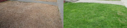 View Ridge Lawn Tune Up With Lime View 2 View Ridge Lawn Tune Up With Lime View 2