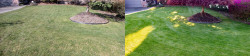 Lawn Tune Up View Ridge Seattle Spring 2019 Before and After 02 Lawn Tune Up View Ridge Seattle Spring 2019 Before and After 02