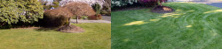 Lawn Tune Up View Ridge Seattle Spring 2019 Before and After Lawn Tune Up View Ridge Seattle Spring 2019 Before and After